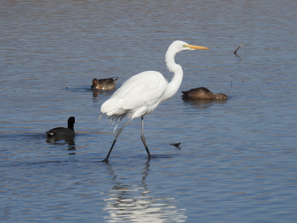 Great Egret - Carol Bailey