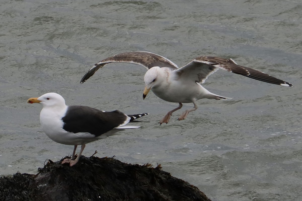 Great Black-backed Gull - ML84811071