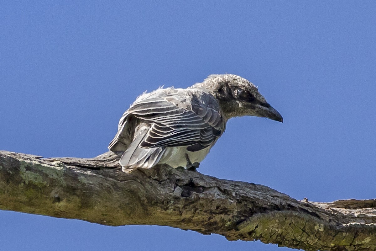 Black-faced Cuckooshrike - Bob Durant