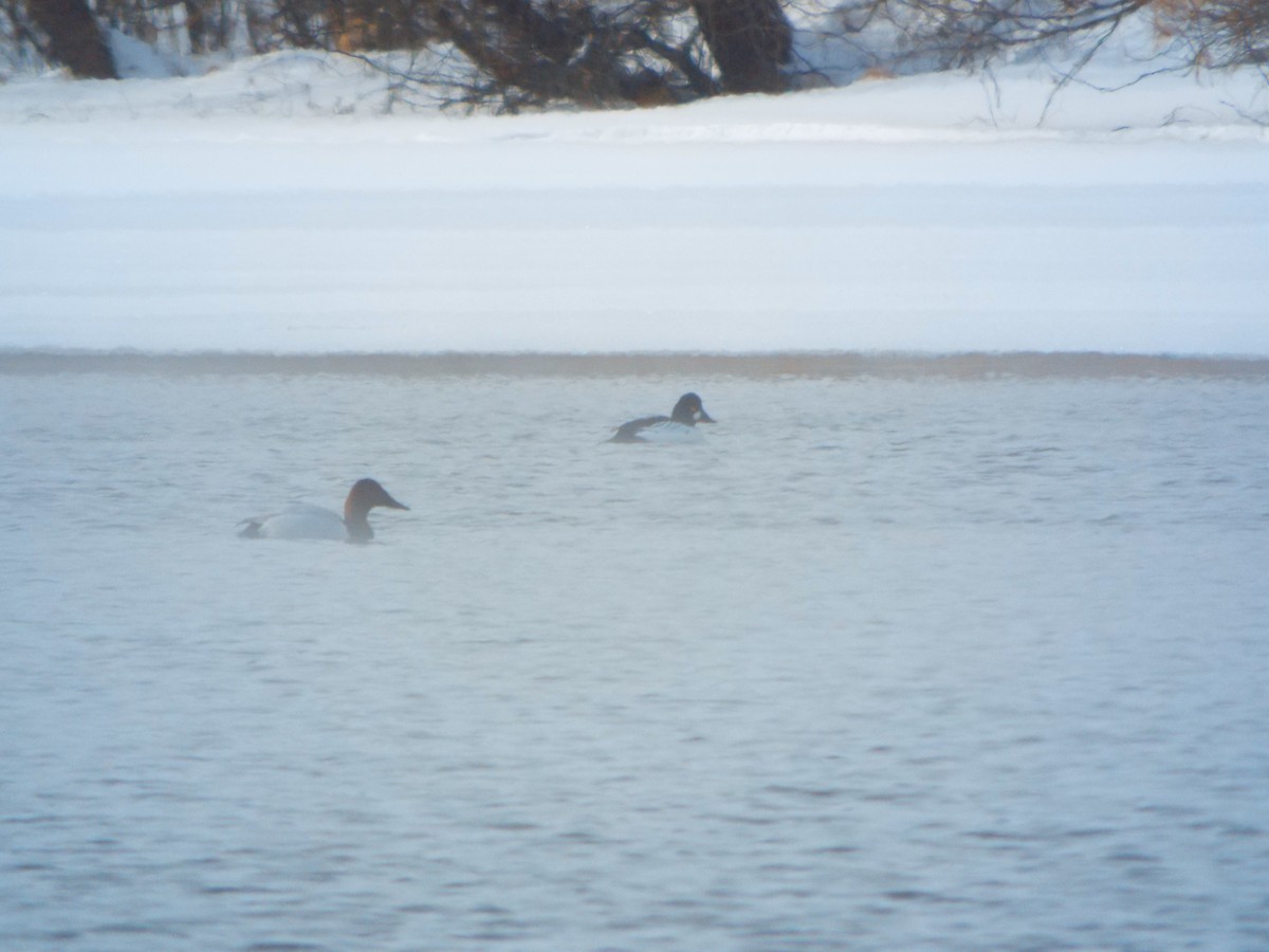 Canvasback - ML84815731