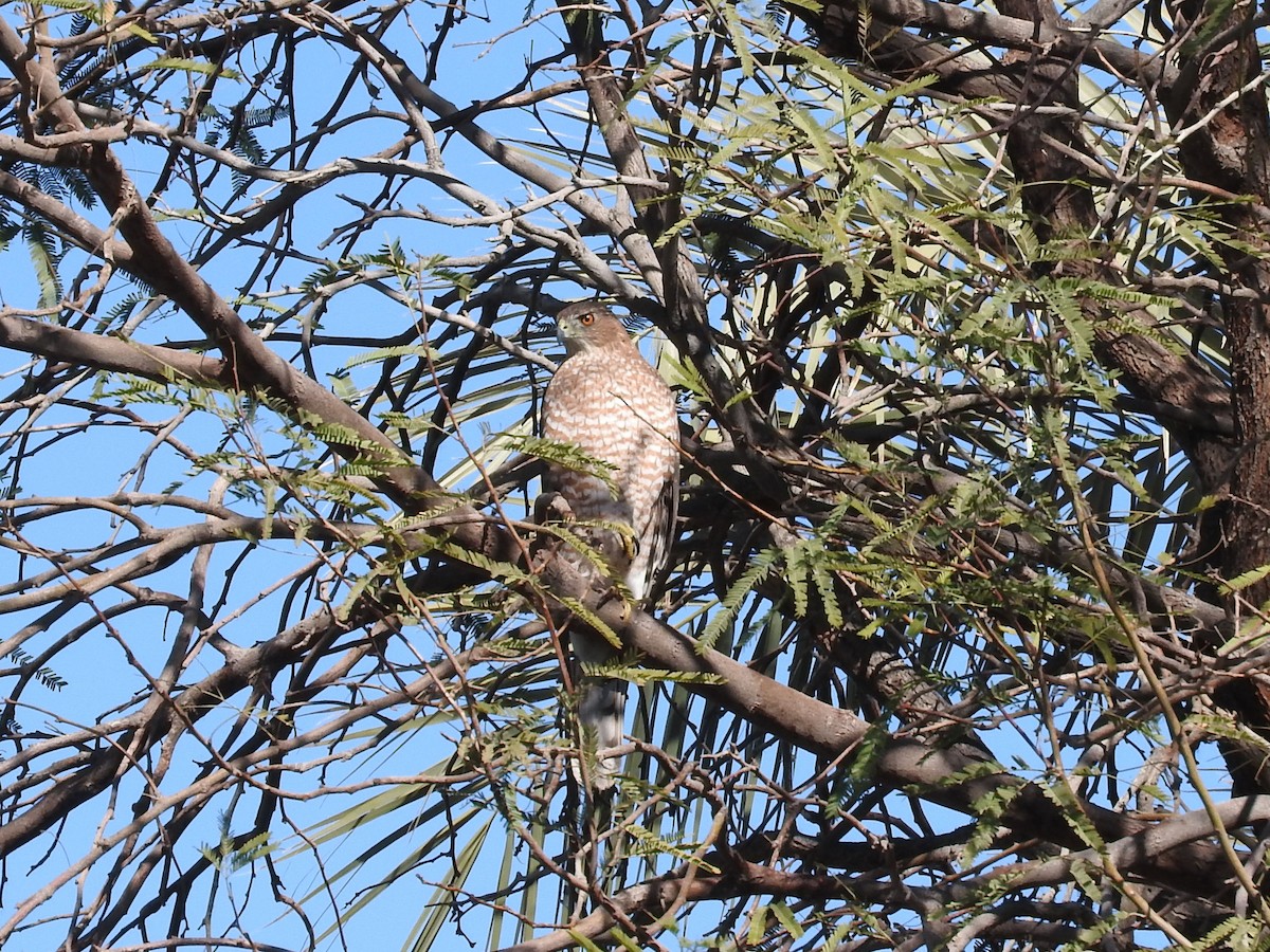 Cooper's Hawk - ML84816091