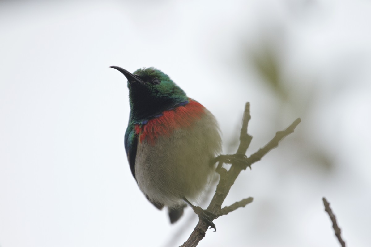 Southern Double-collared Sunbird - Will Sweet