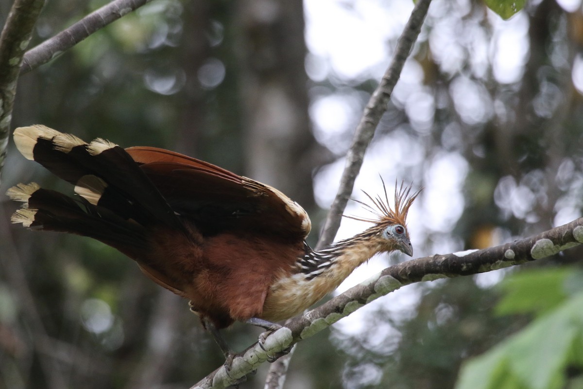 hoatzin - ML84818331