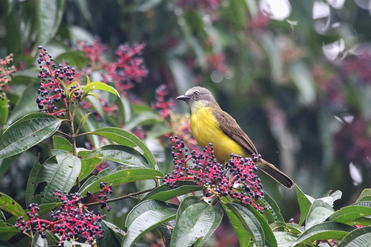 Gray-capped Flycatcher - Eric Heisey