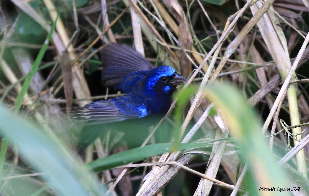 Blue Bunting - Danièle Laprise