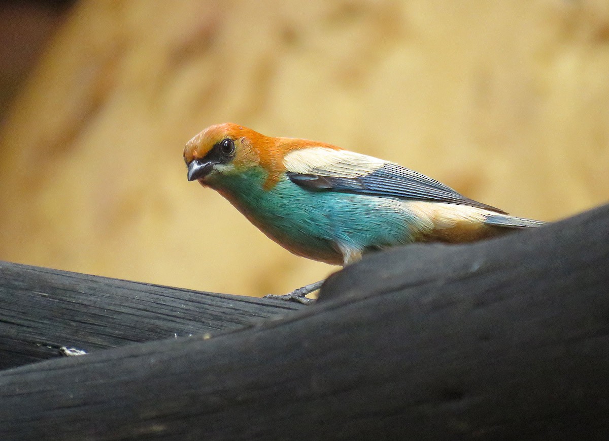 Chestnut-backed Tanager - Adrian Antunez
