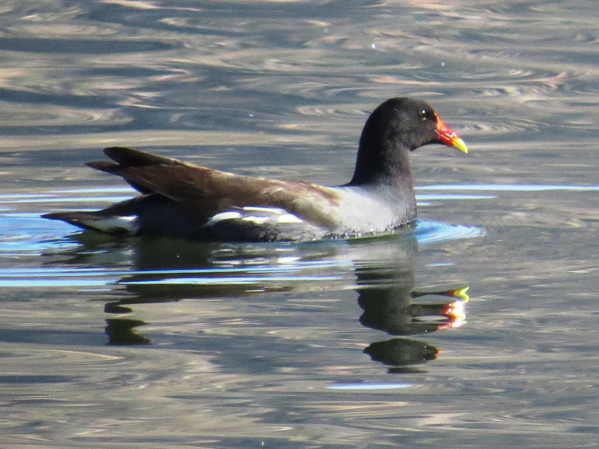 Gallinule d'Amérique - ML84822481