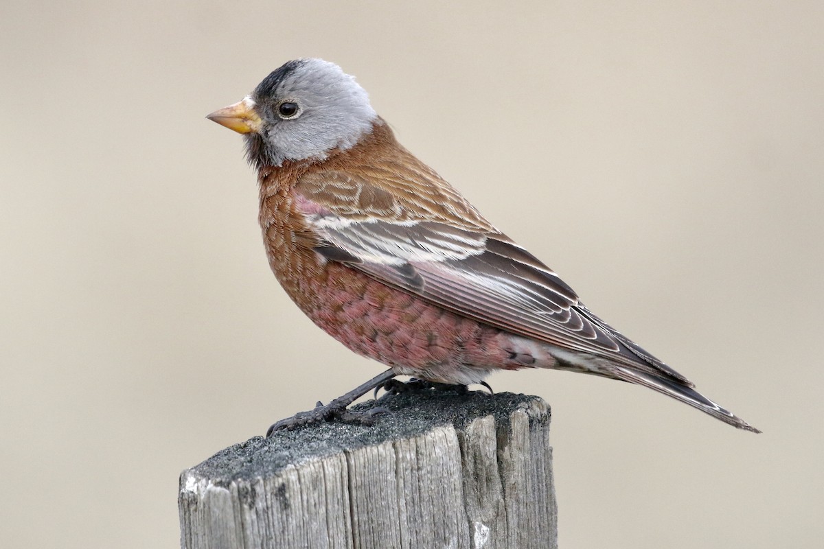 Schwarzstirn-Schneegimpel (littoralis) - ML84822591