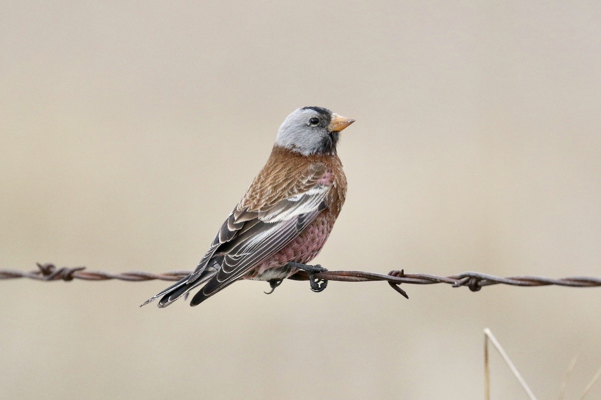 grånakkefjellfink (littoralis) - ML84822601