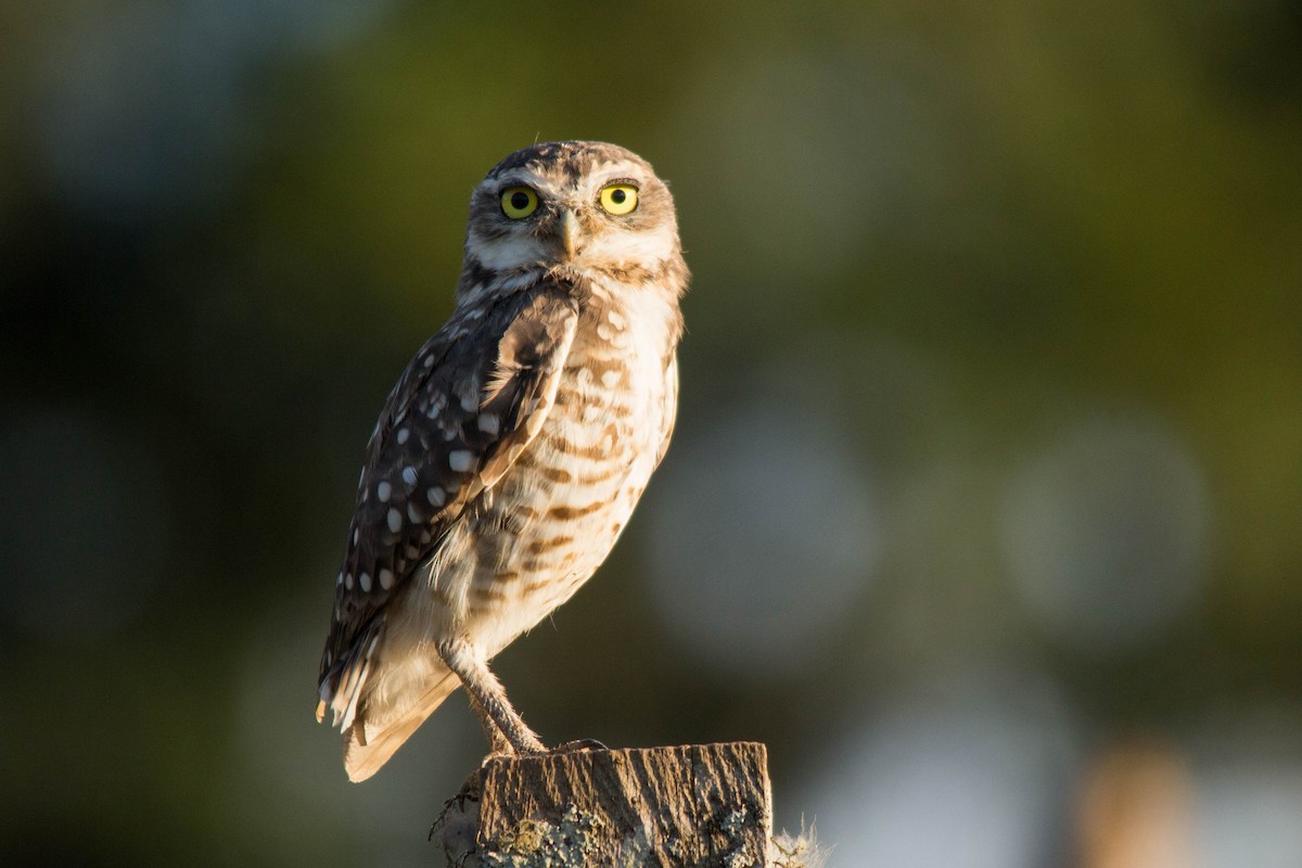 Burrowing Owl - ML84823631