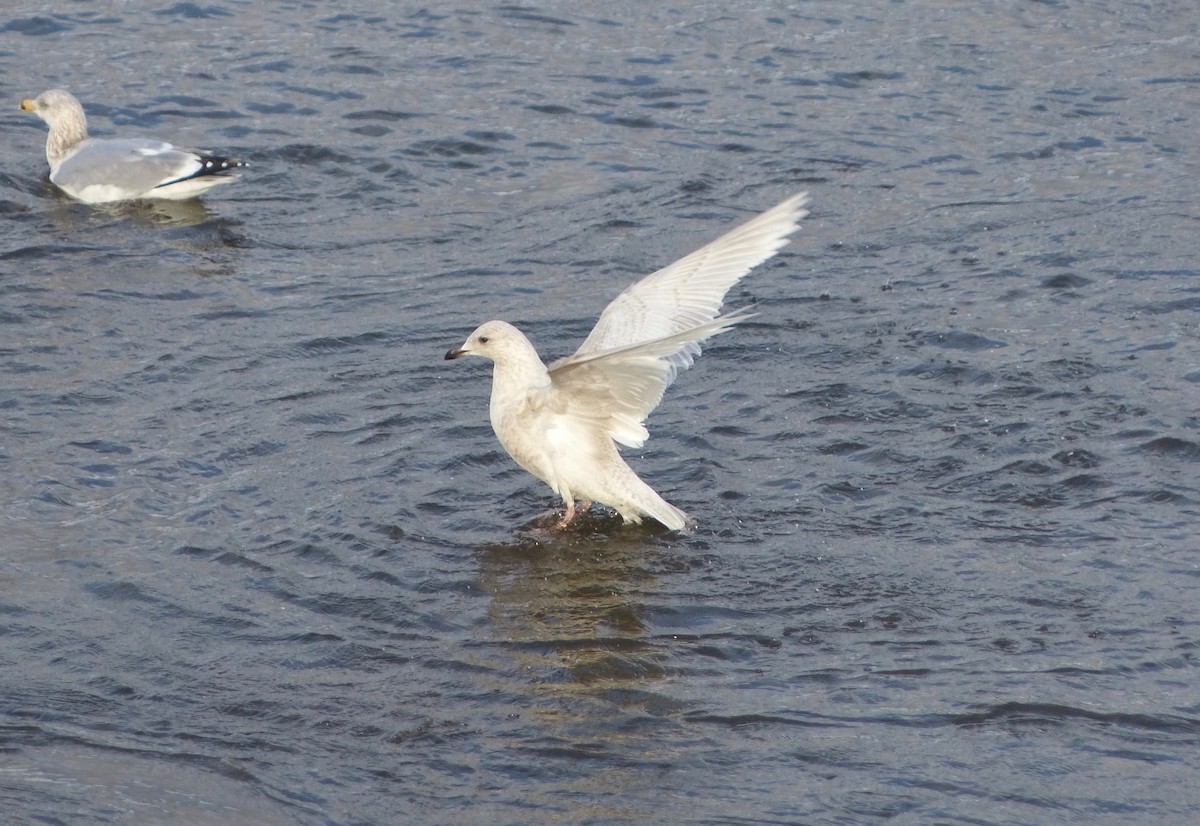 Iceland Gull - ML84824241