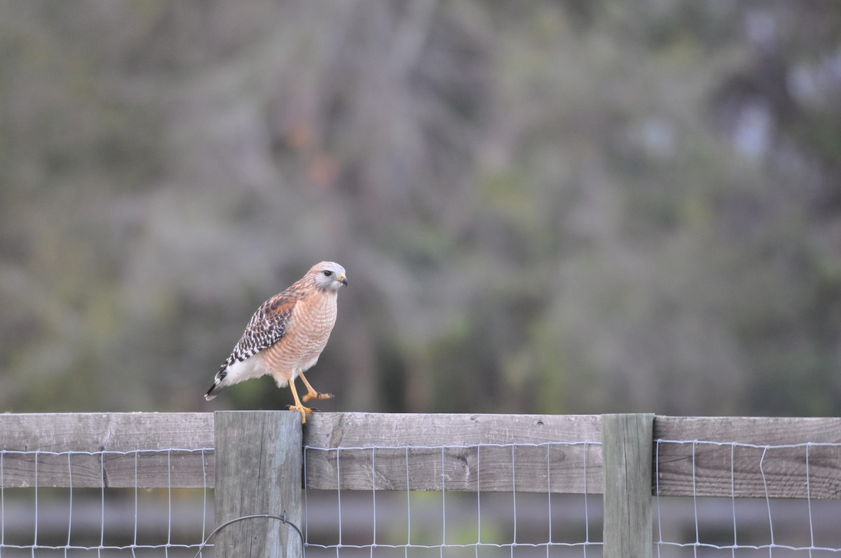 Red-shouldered Hawk (lineatus Group) - ML84824281