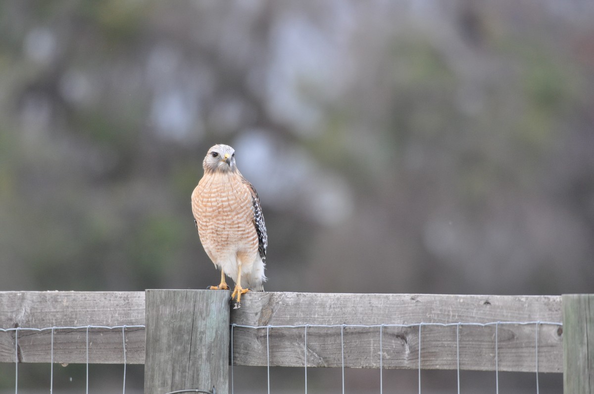 Red-shouldered Hawk (lineatus Group) - ML84824371