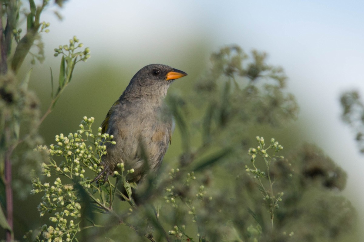 Great Pampa-Finch - ML84824391