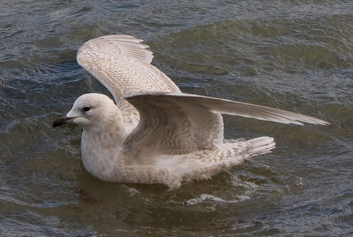 Iceland Gull - ML84824461