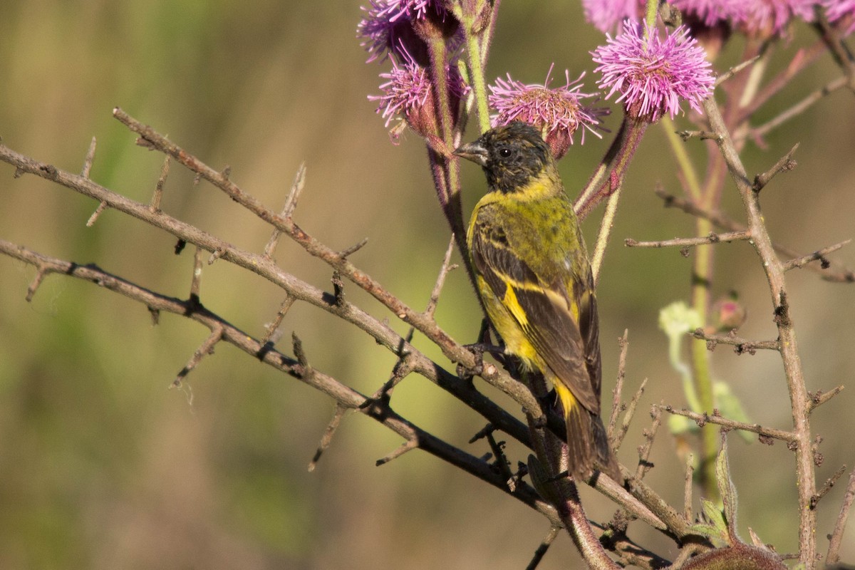 Hooded Siskin - ML84824491