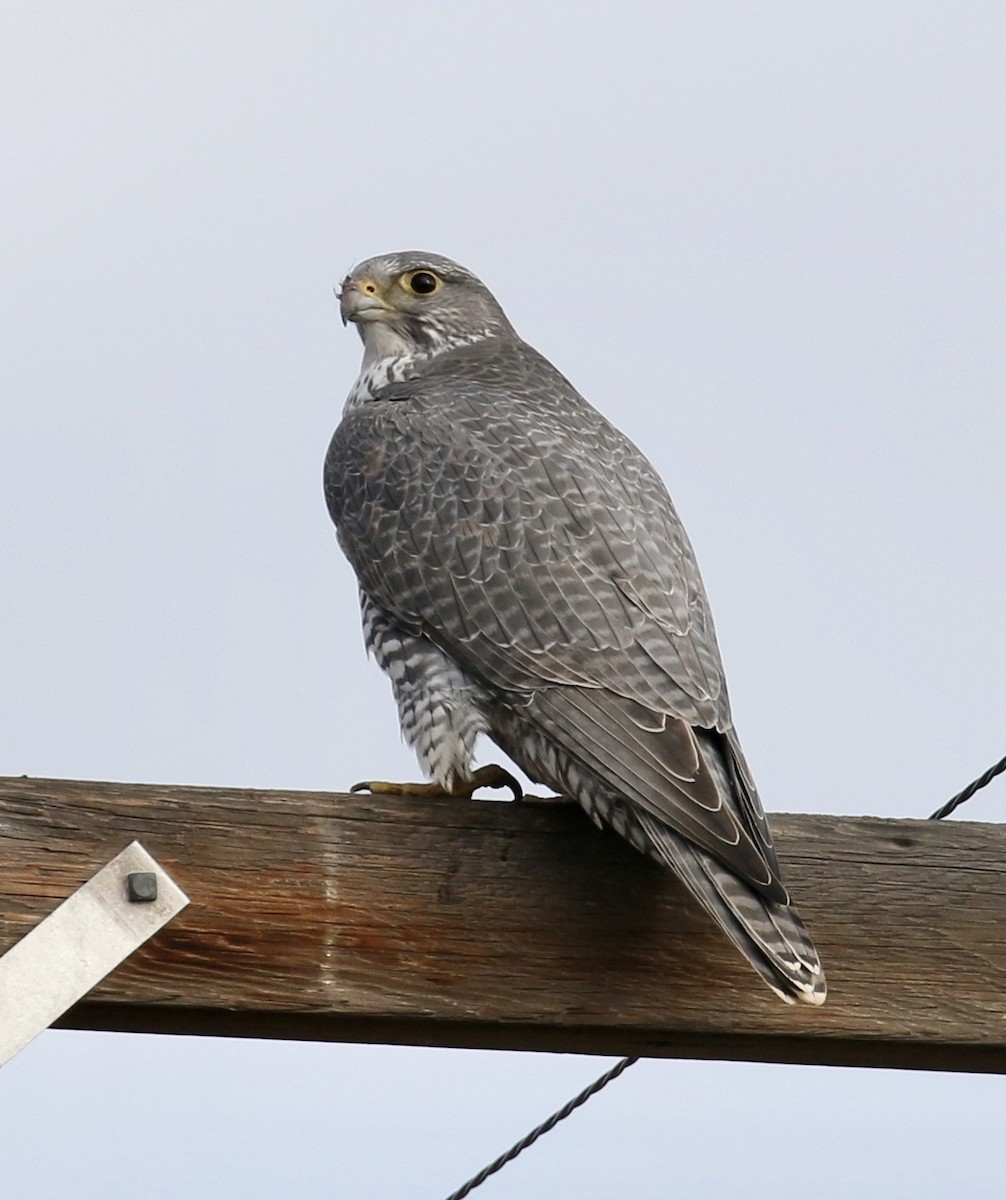 Gyrfalcon - ML84825971