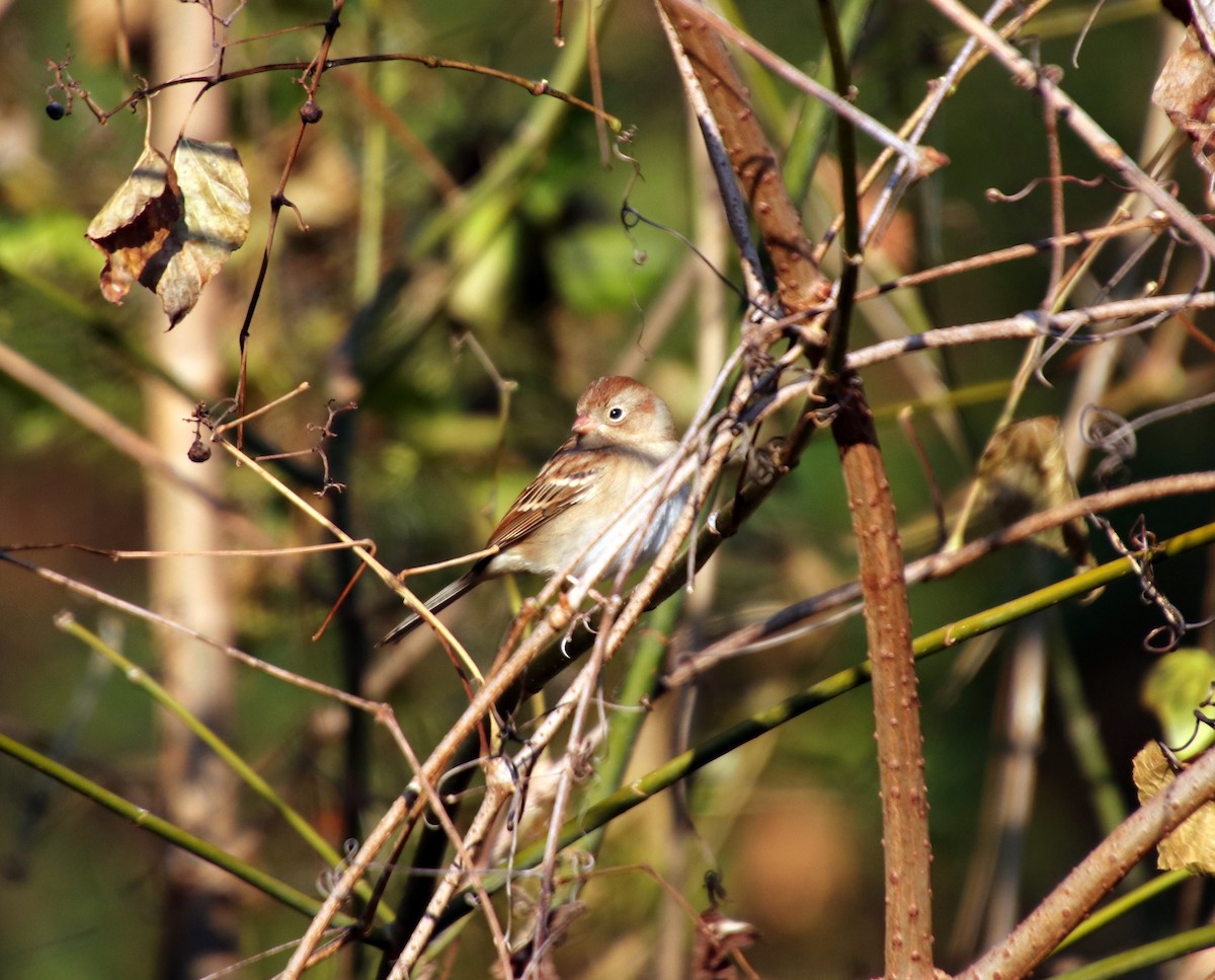 Field Sparrow - ML84827461