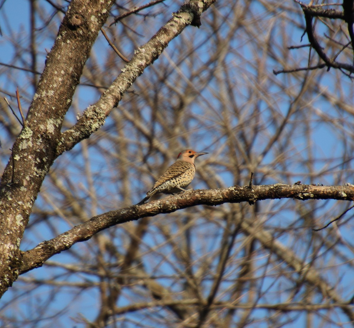 Northern Flicker - ML84827731