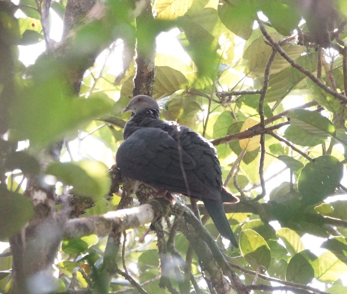 Sri Lanka Wood-Pigeon - ML84827741