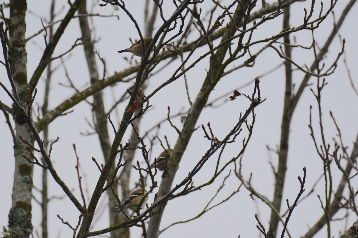 American Goldfinch - ML84828551