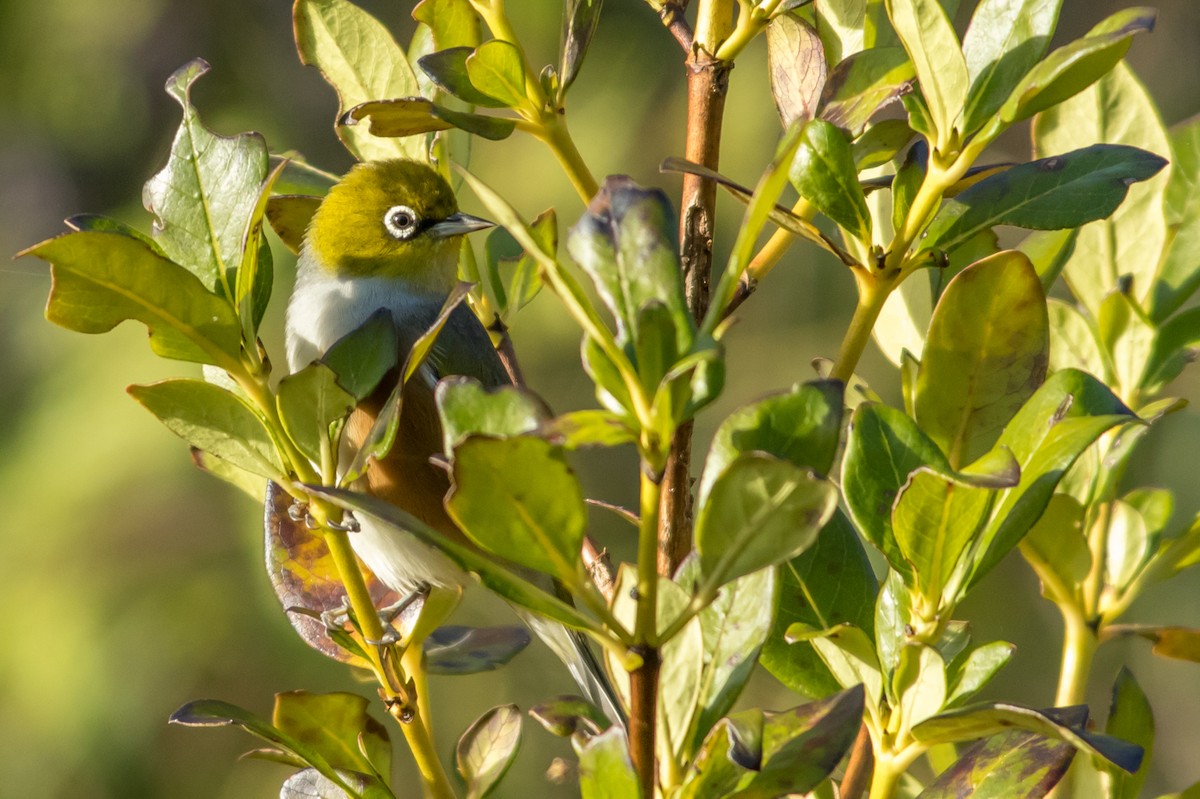 Silvereye - ML84831381