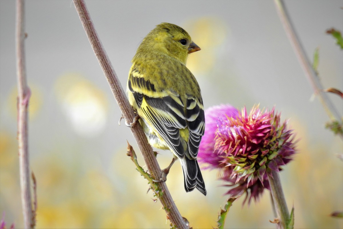 Black-chinned Siskin - Pablo Alejandro Pla