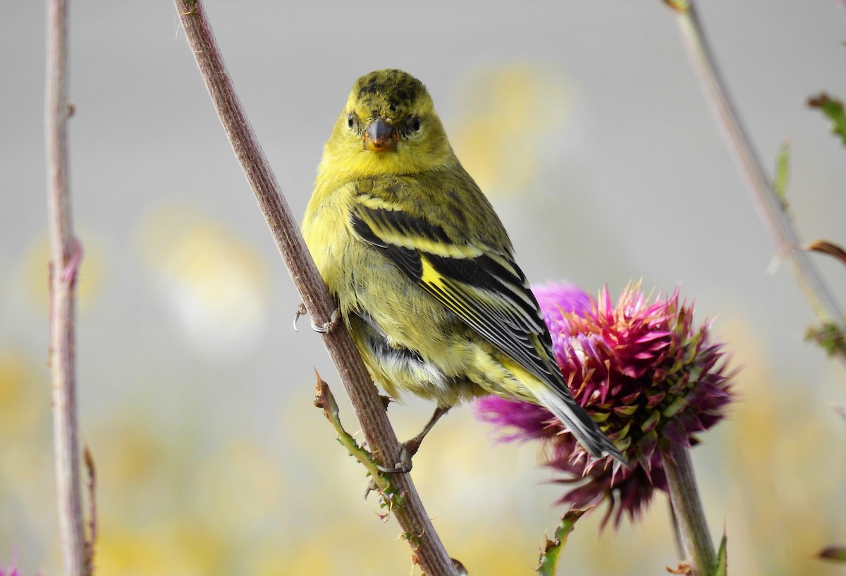 Black-chinned Siskin - ML84831641
