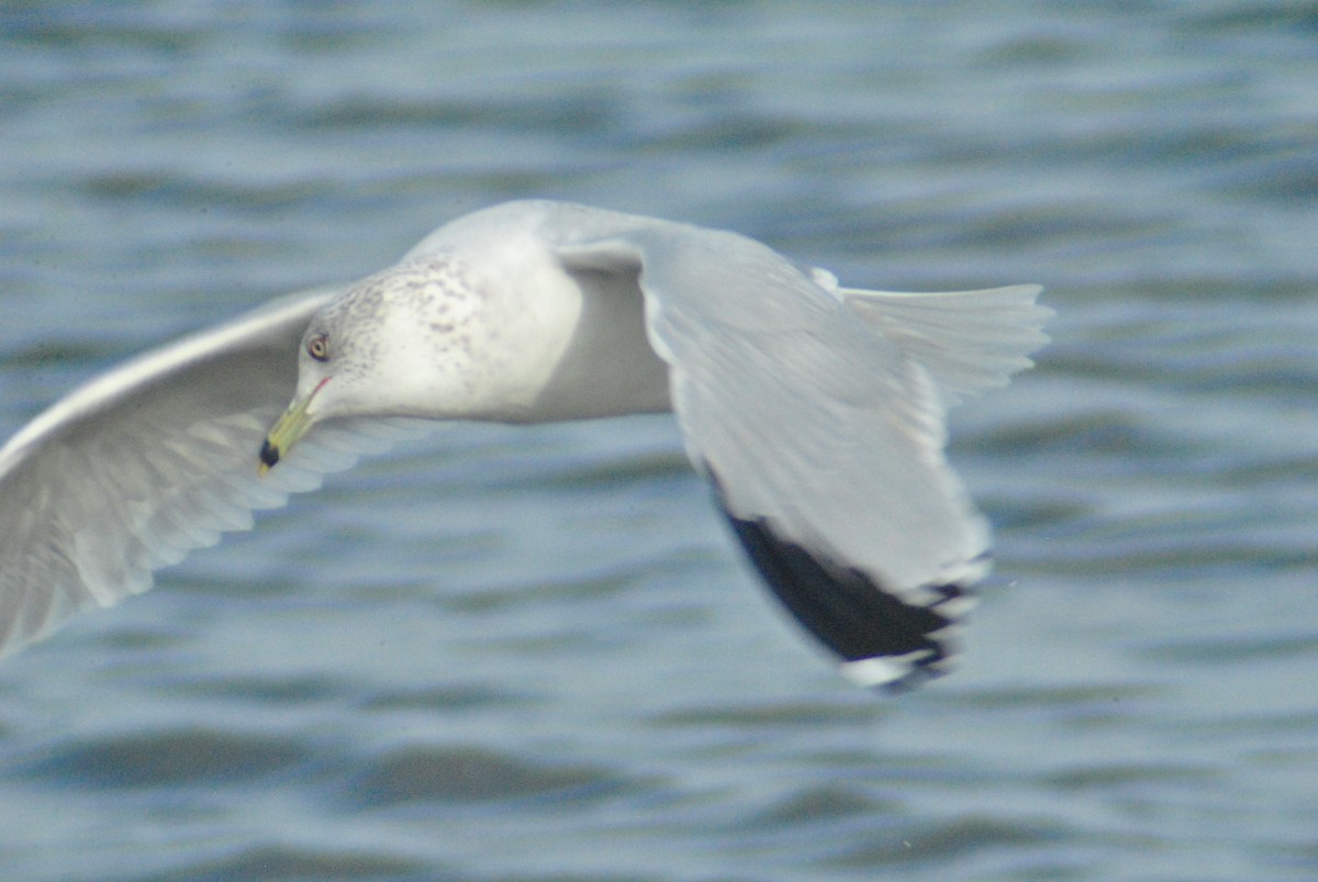 Ring-billed Gull - ML84832921