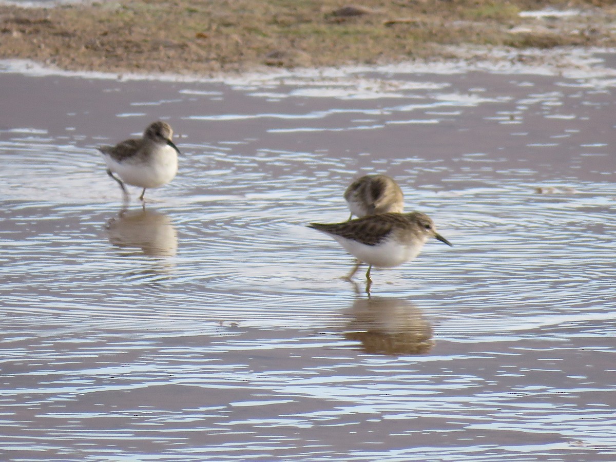 Least Sandpiper - ML84832931