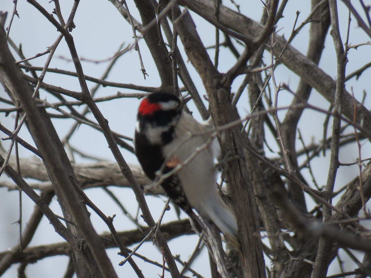 Downy Woodpecker - ML84833241