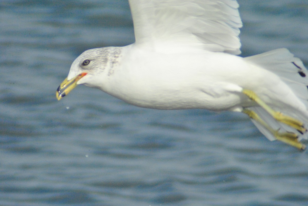 Ring-billed Gull - ML84834371