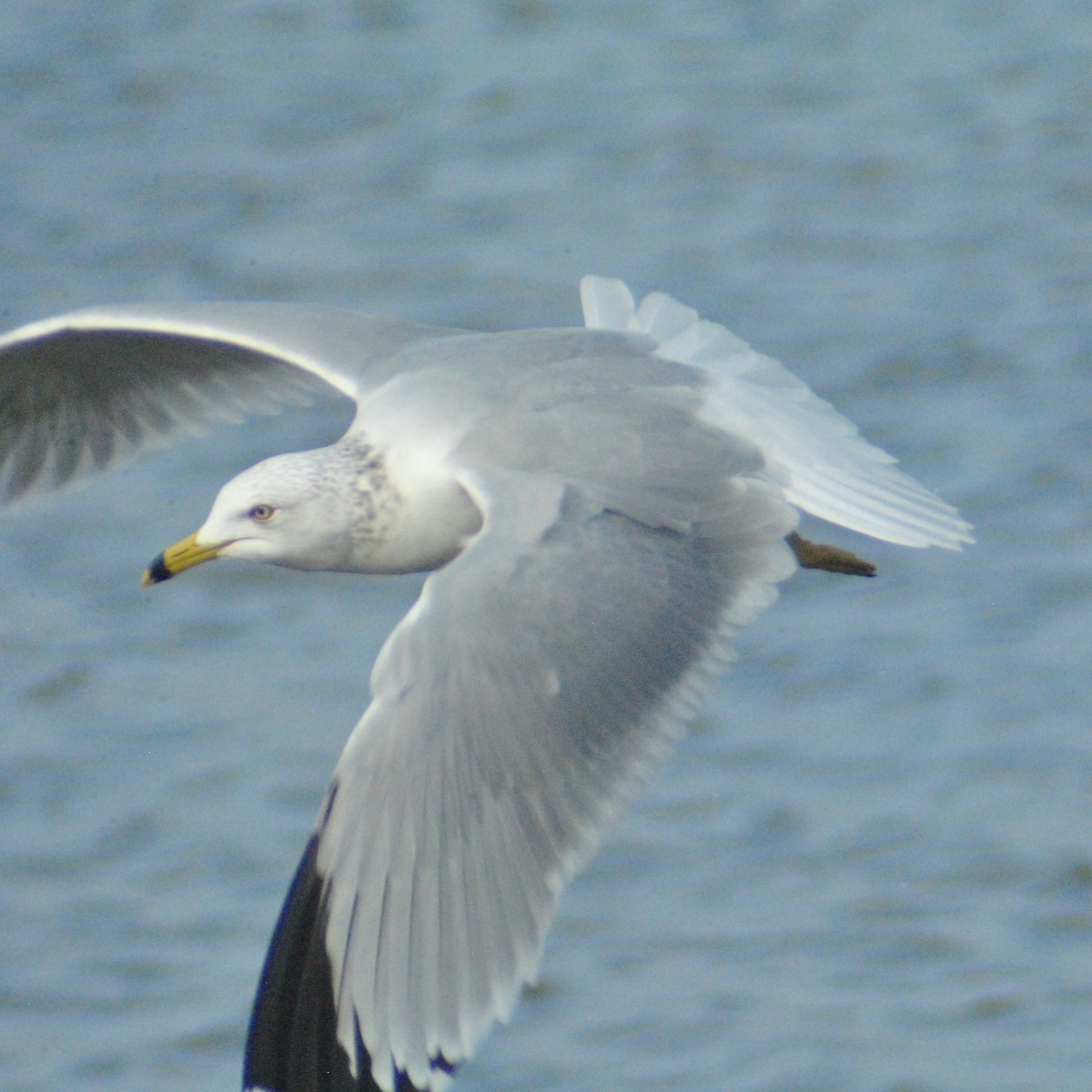 Ring-billed Gull - ML84834701