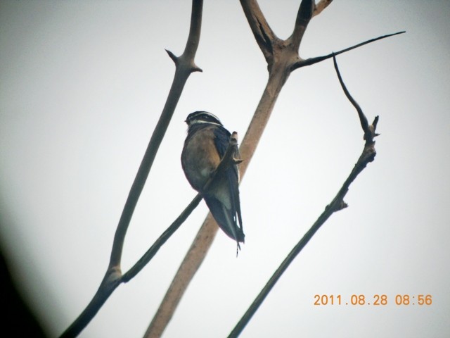 Whiskered Treeswift - ML84835981