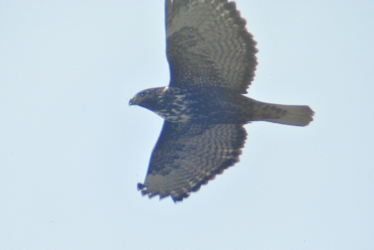 Red-tailed Hawk (Harlan's) - ML84836181