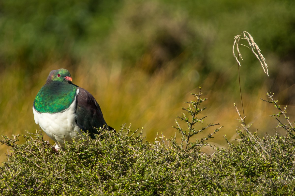 New Zealand Pigeon - Kyle Blaney