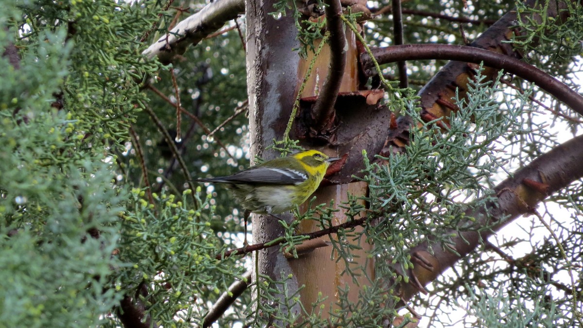 Townsend's Warbler - Merri R