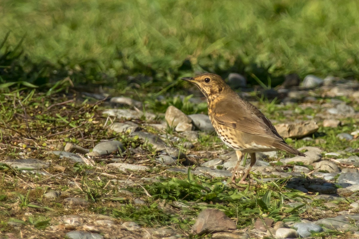 Song Thrush - ML84837811