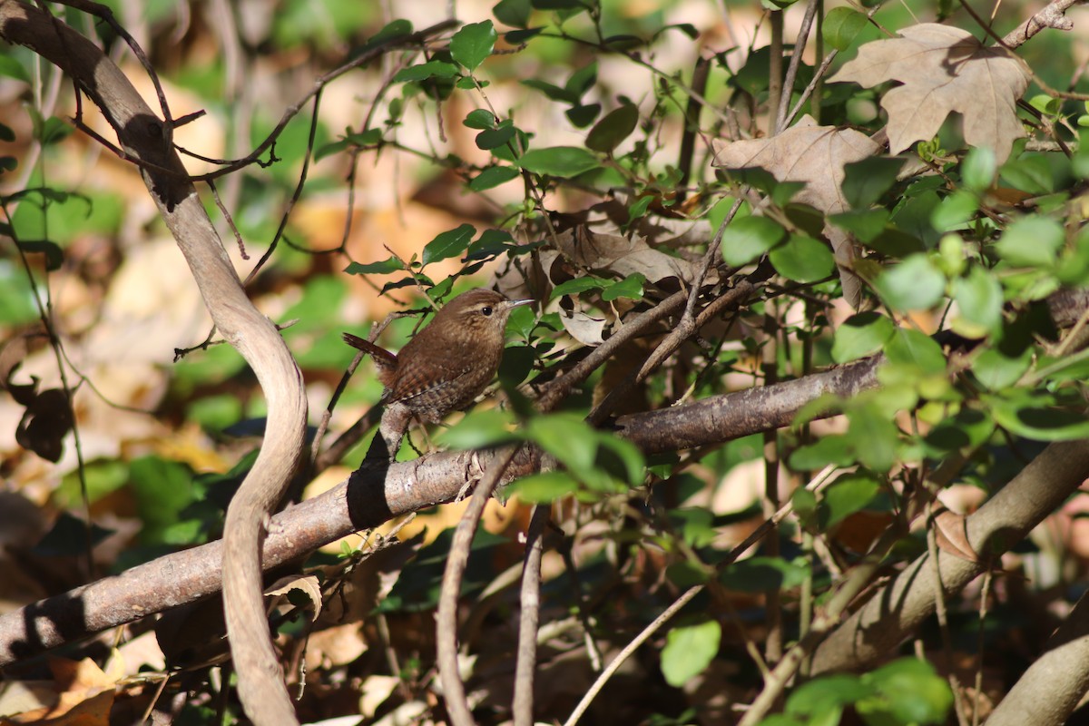 Winter Wren - ML84839031