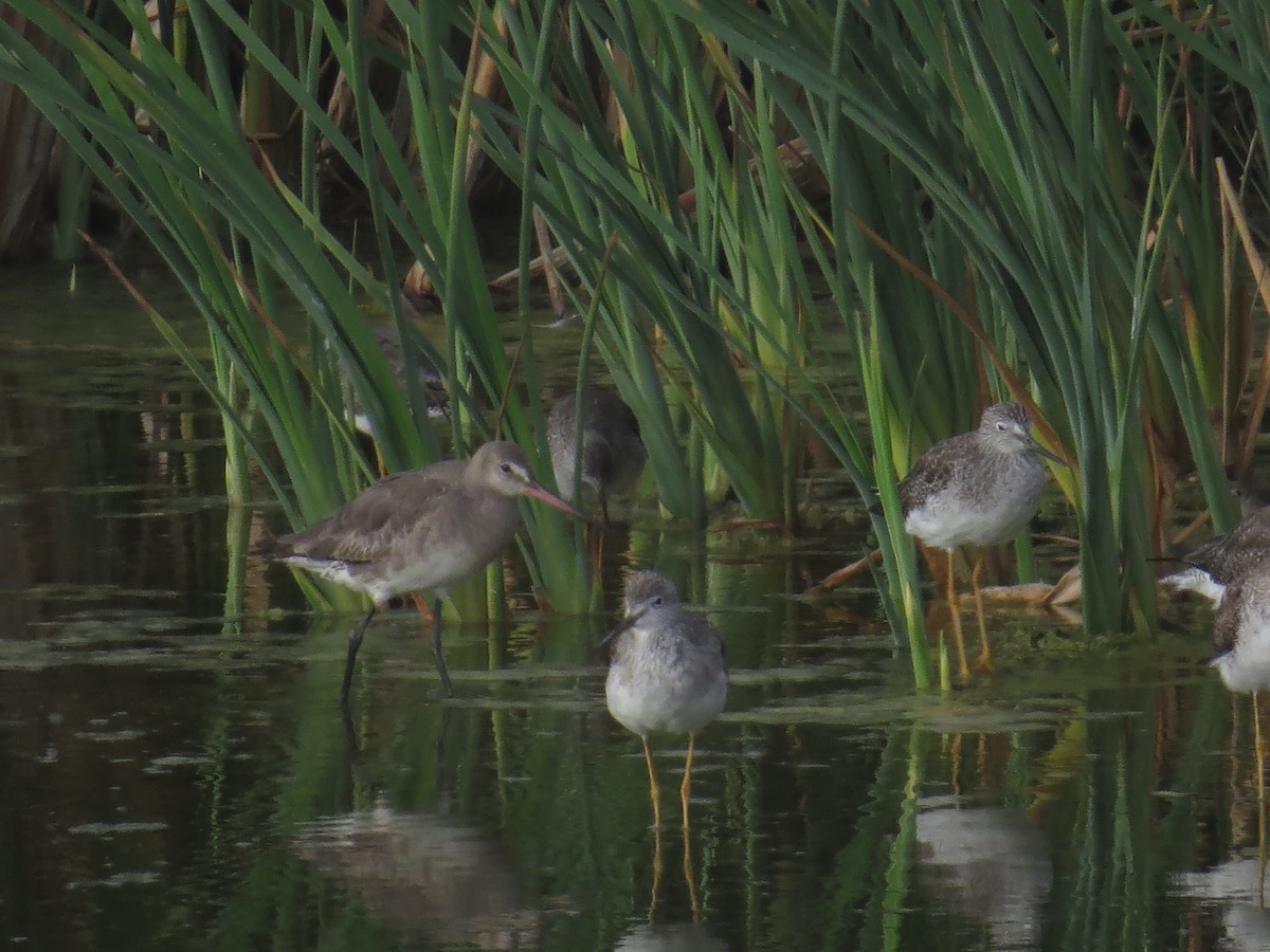 Hudsonian Godwit - Kevin Jiménez Gonzáles