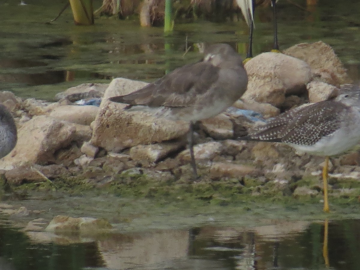 Hudsonian Godwit - ML84839151