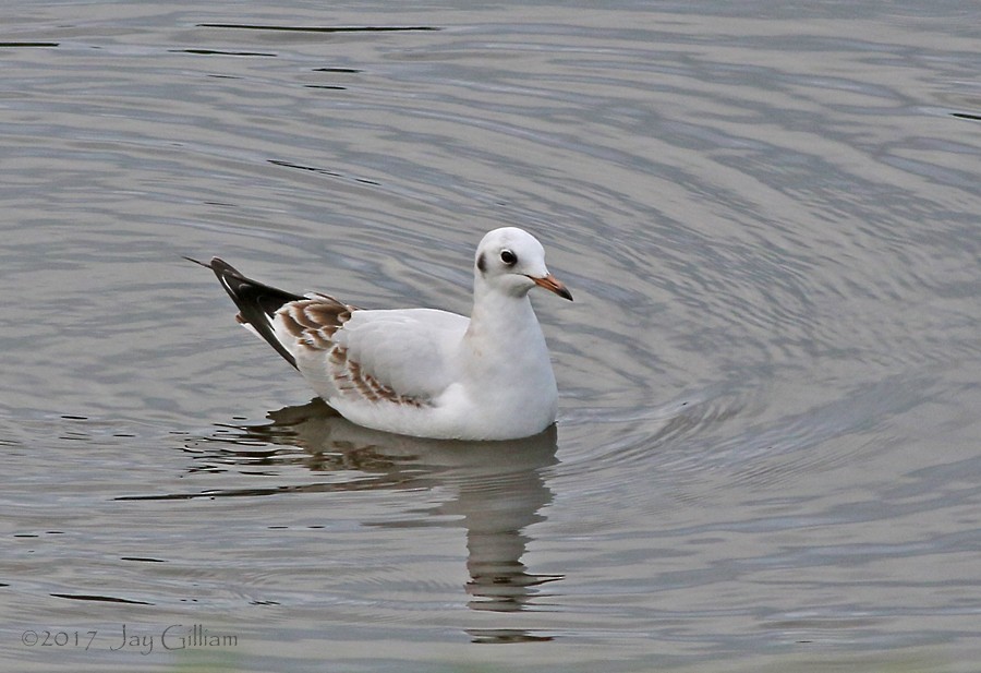 Mouette rieuse - ML84839221
