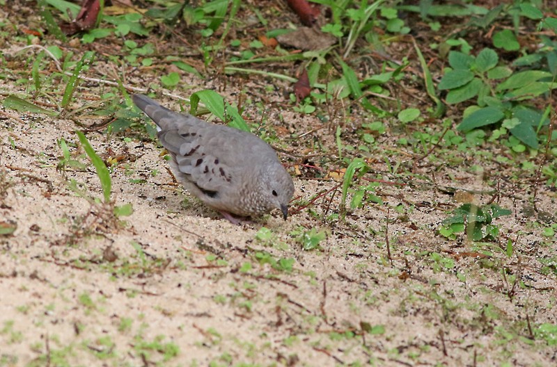 Common Ground Dove - ML84839841