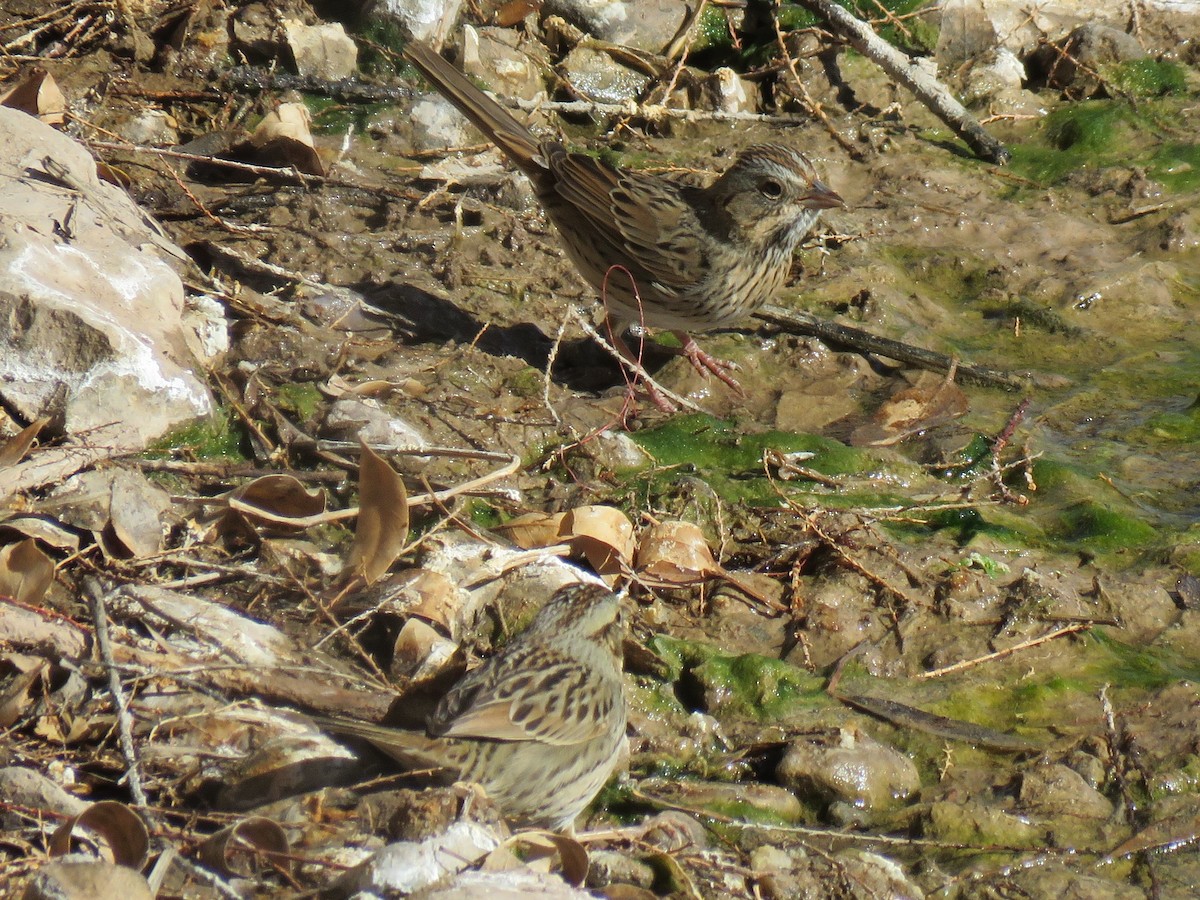 Lincoln's Sparrow - ML84842161