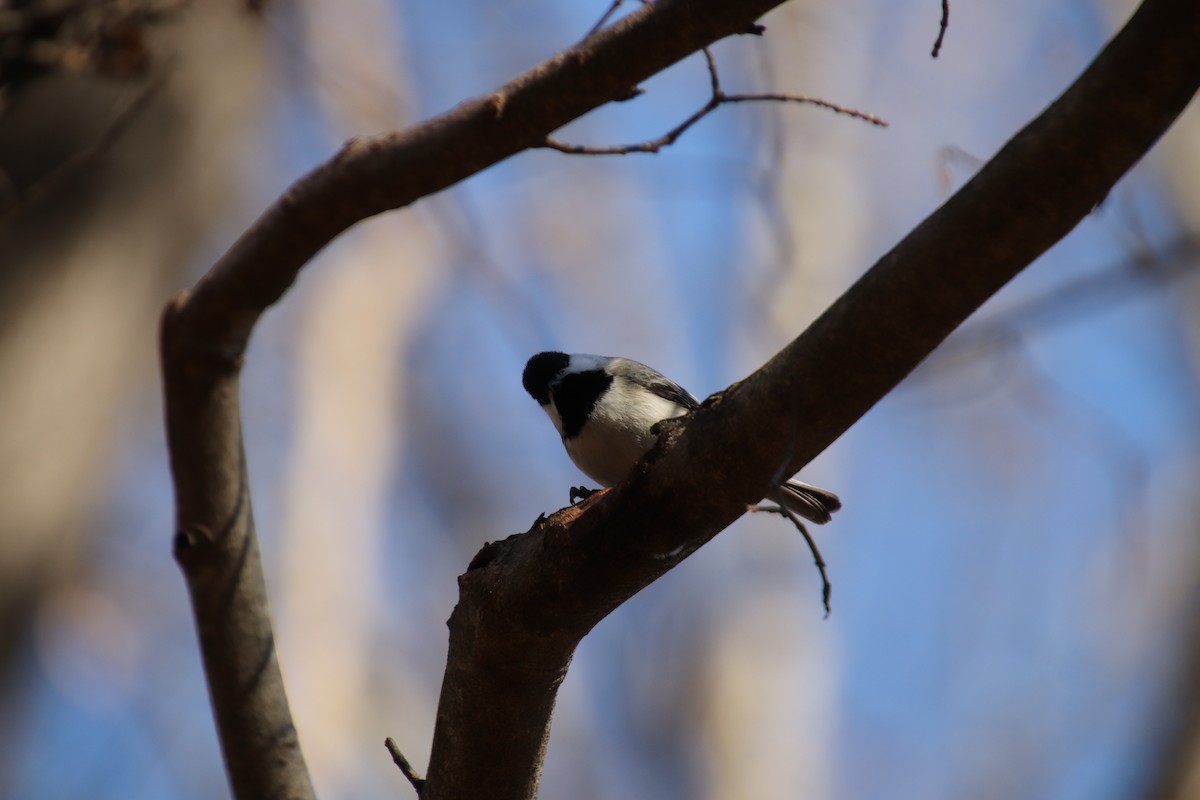 Carolina Chickadee - ML84843971