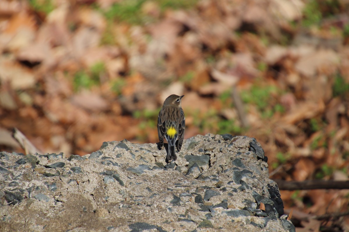 Yellow-rumped Warbler - ML84844041