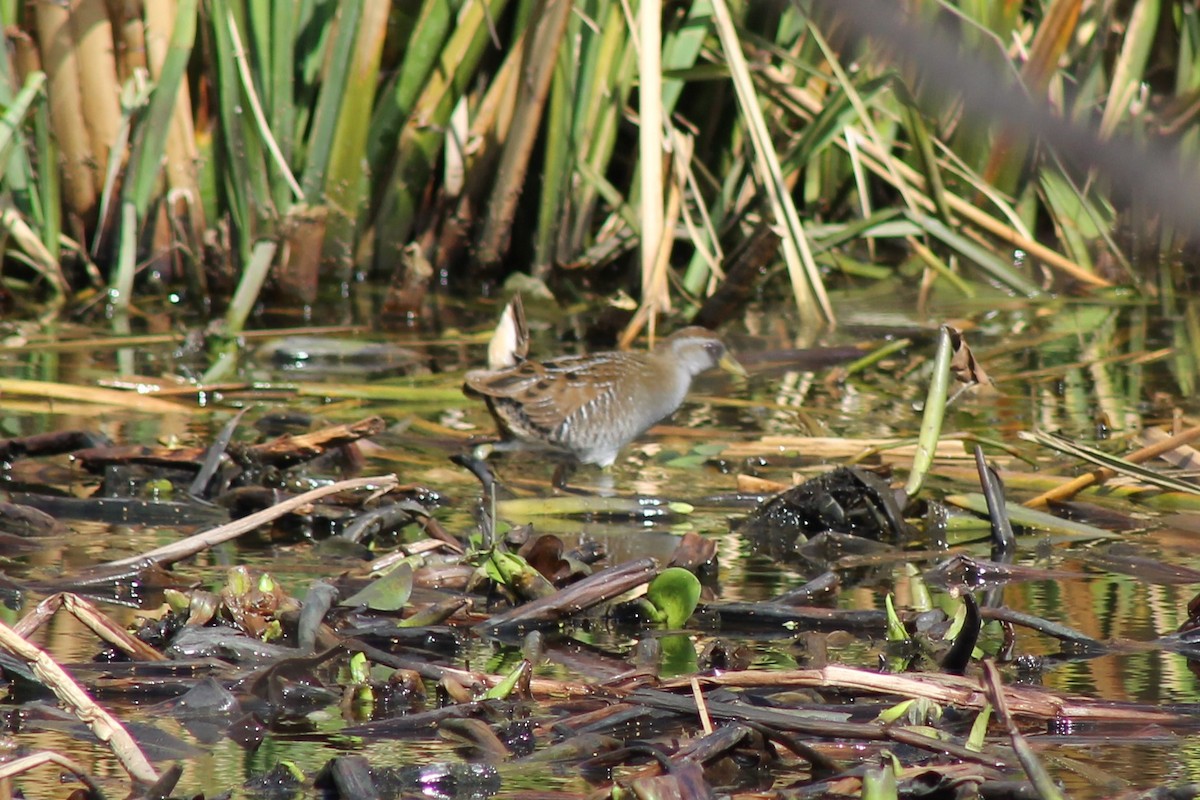 Polluela Sora - ML84844711