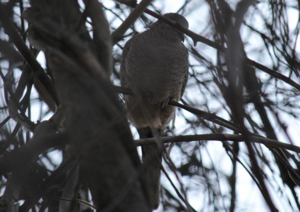 Inca Dove - ML84846271