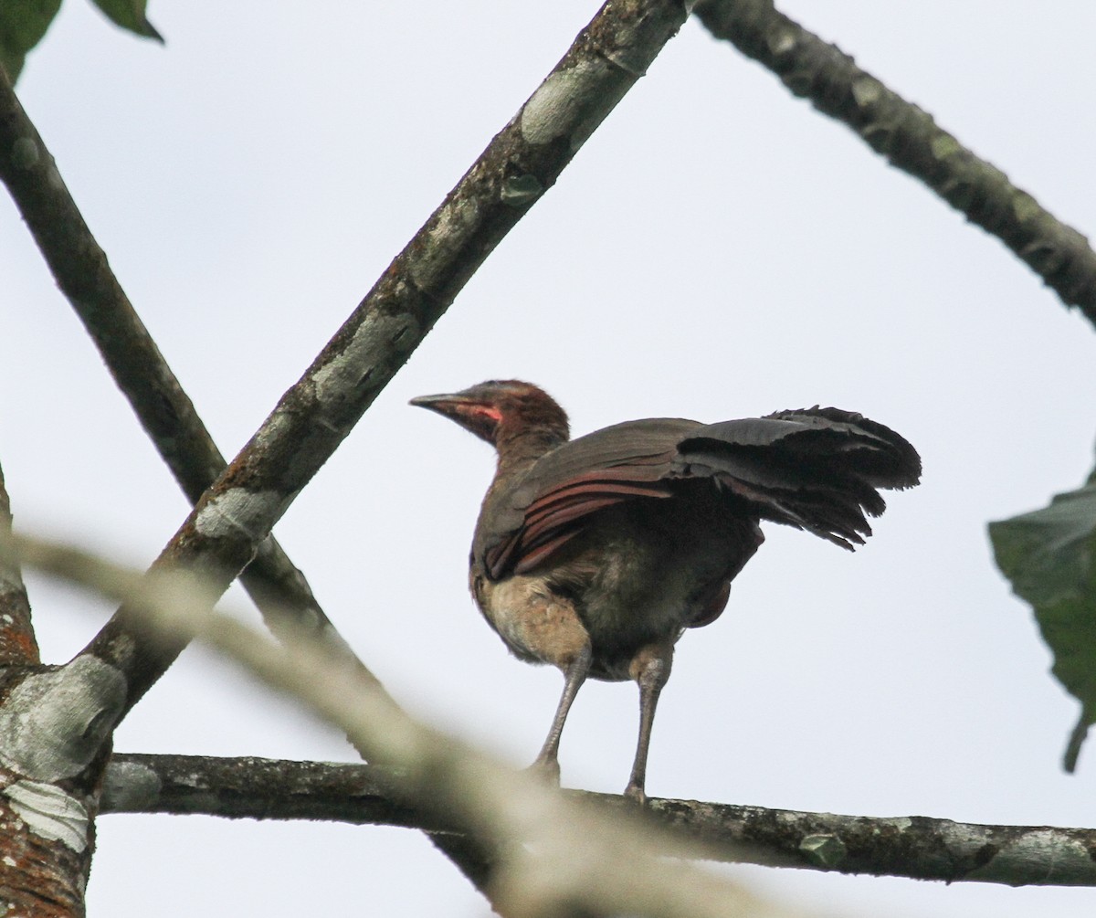 Rufous-headed Chachalaca - ML84846801