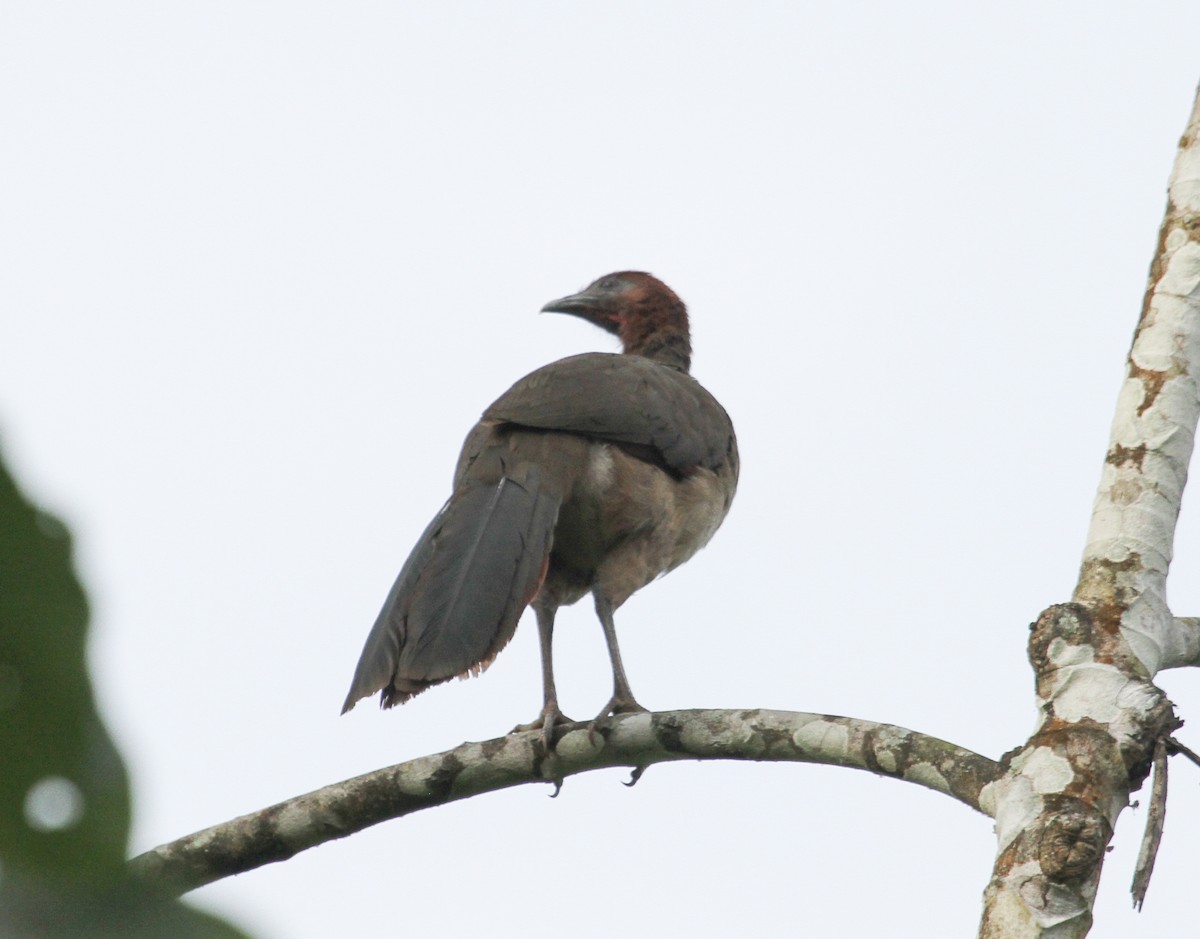 Rufous-headed Chachalaca - ML84846811